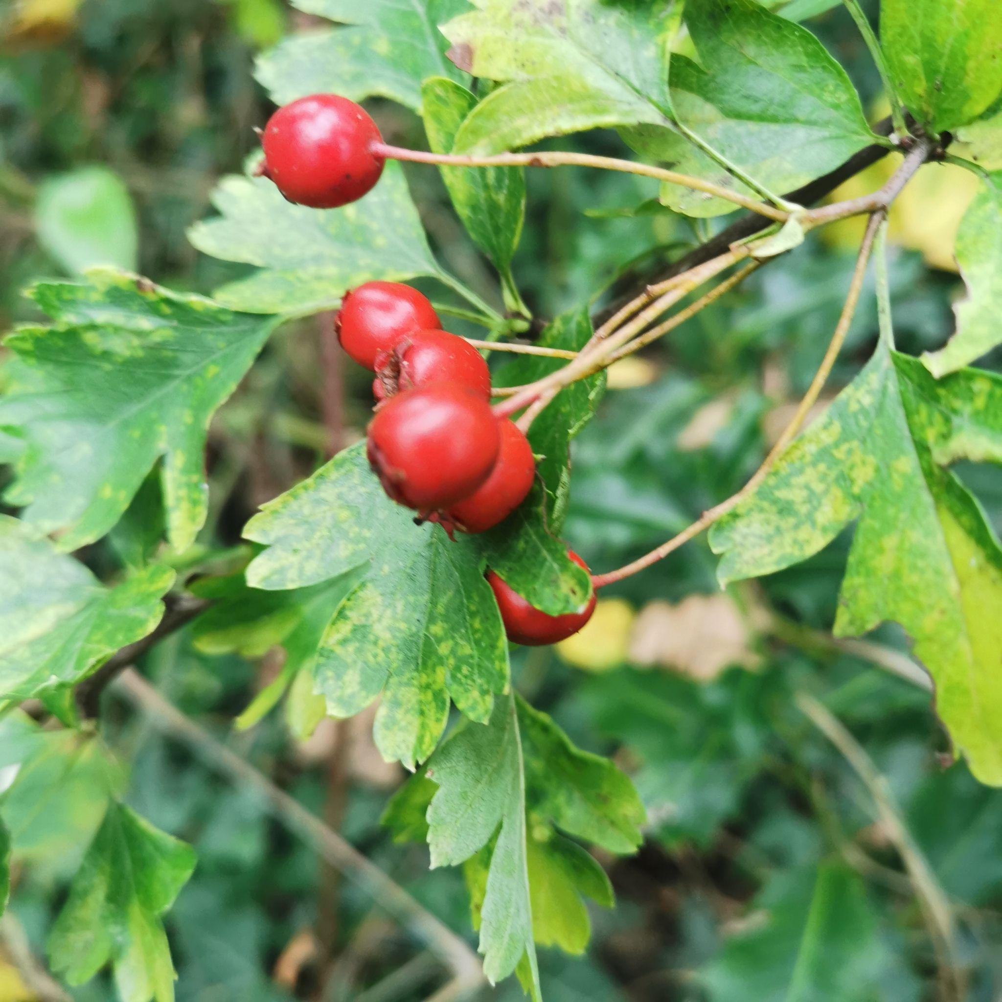 hawthorn