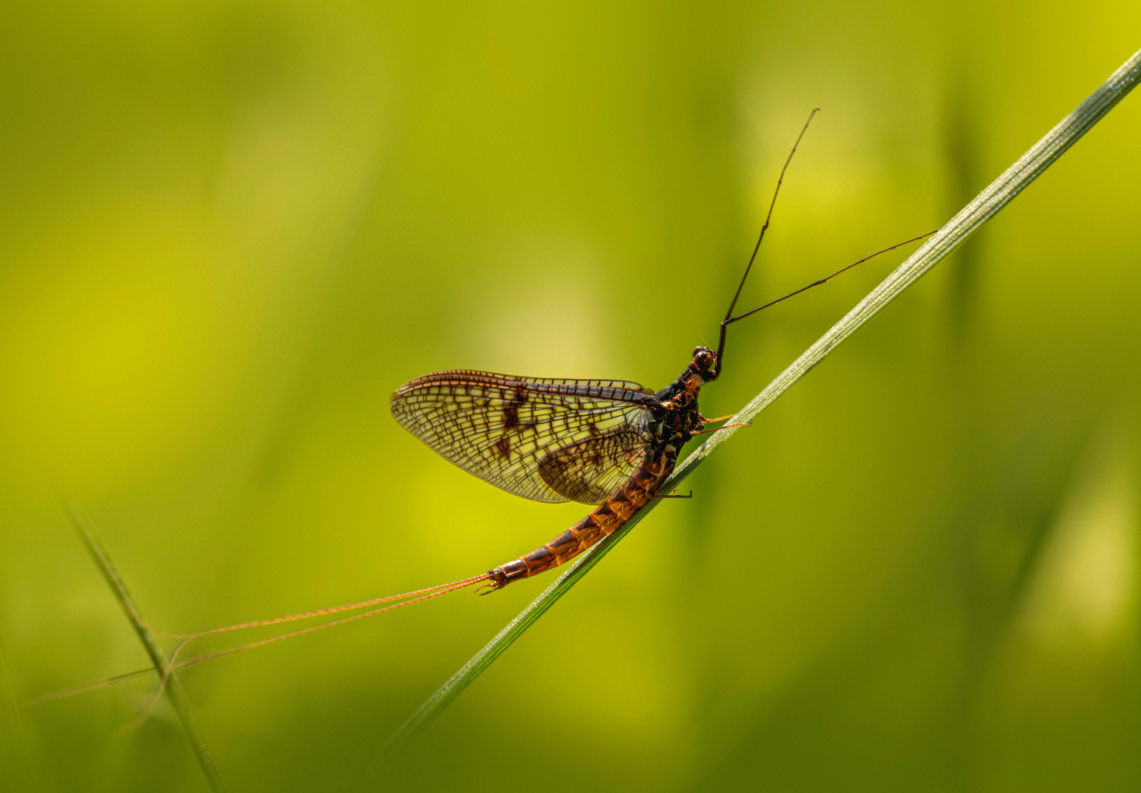 mayfly