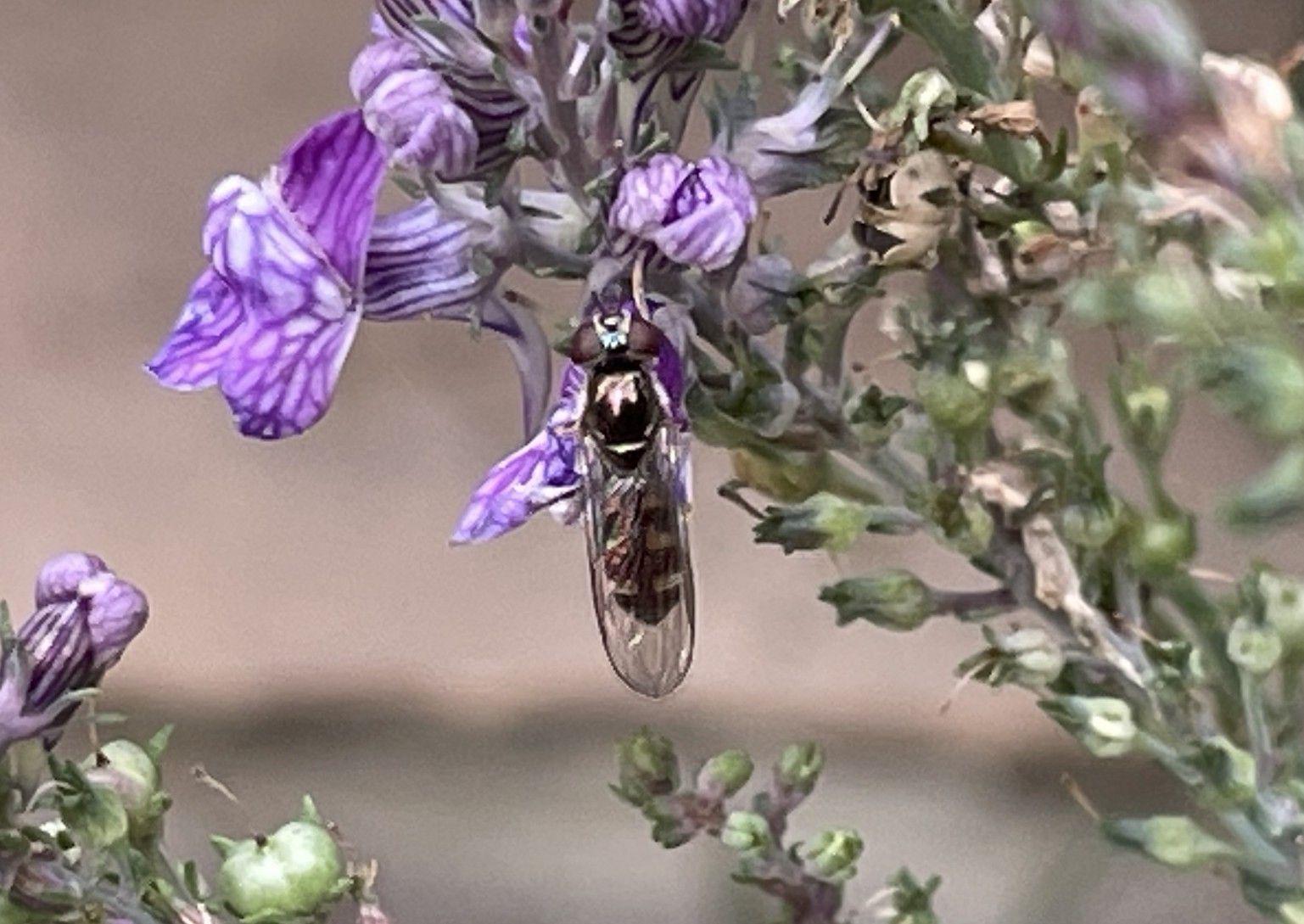 bug