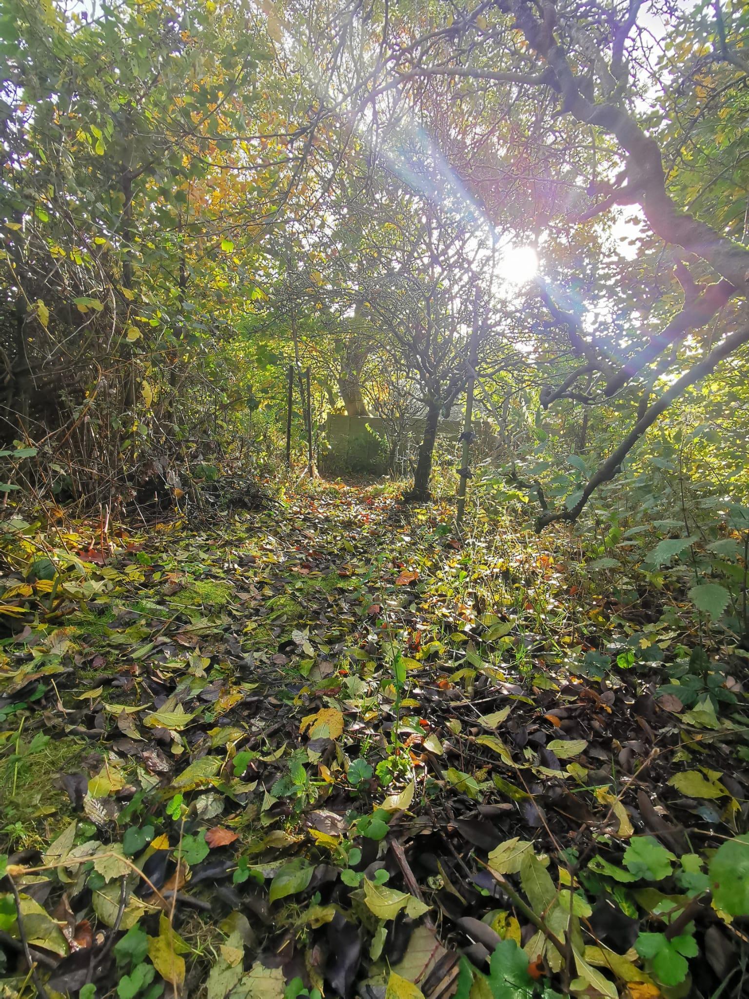 Community Orchards
