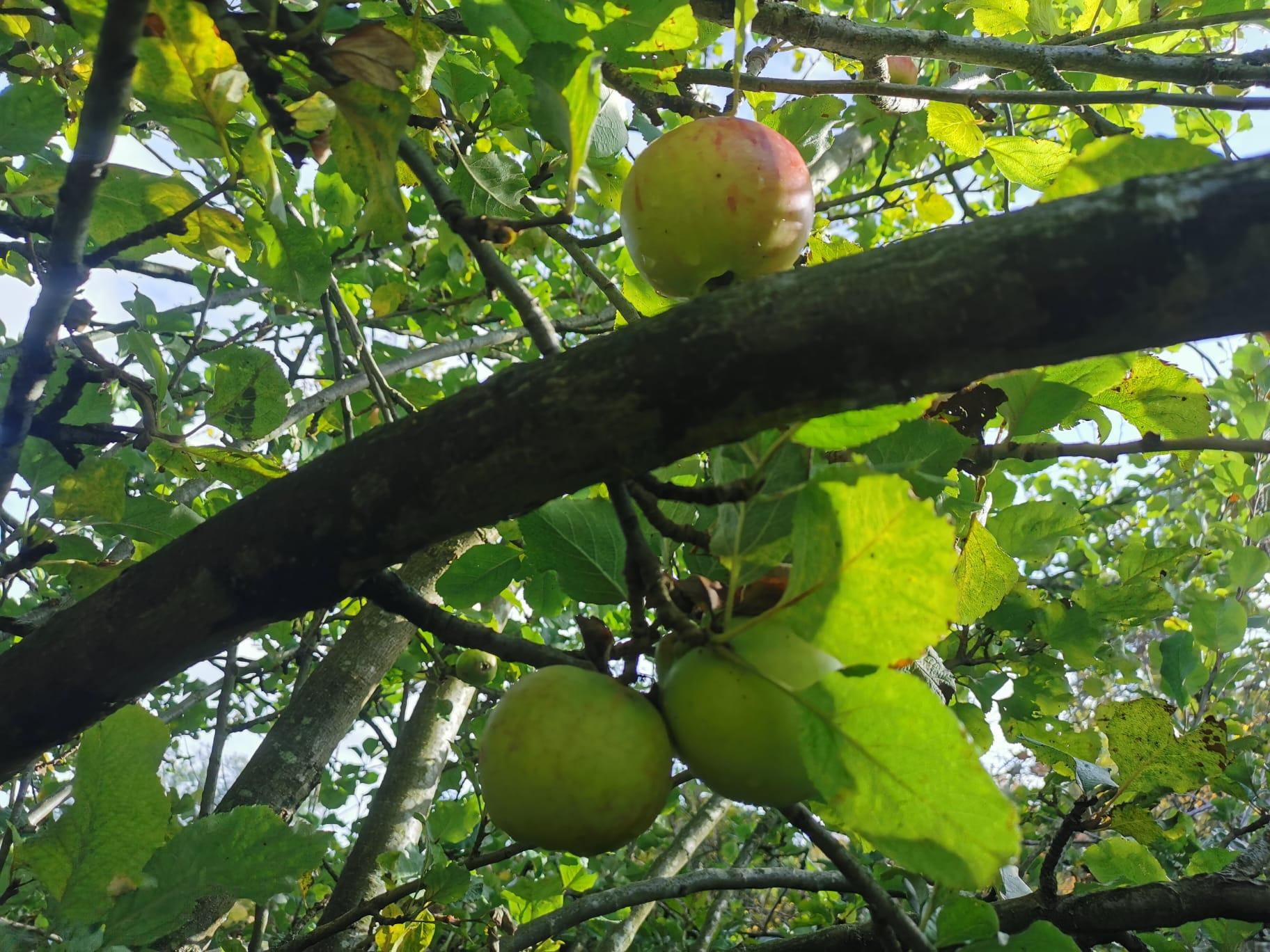 apples in a tree