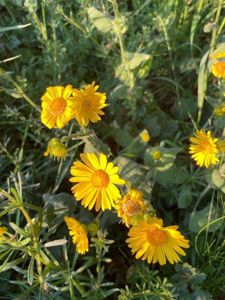 Fleabane