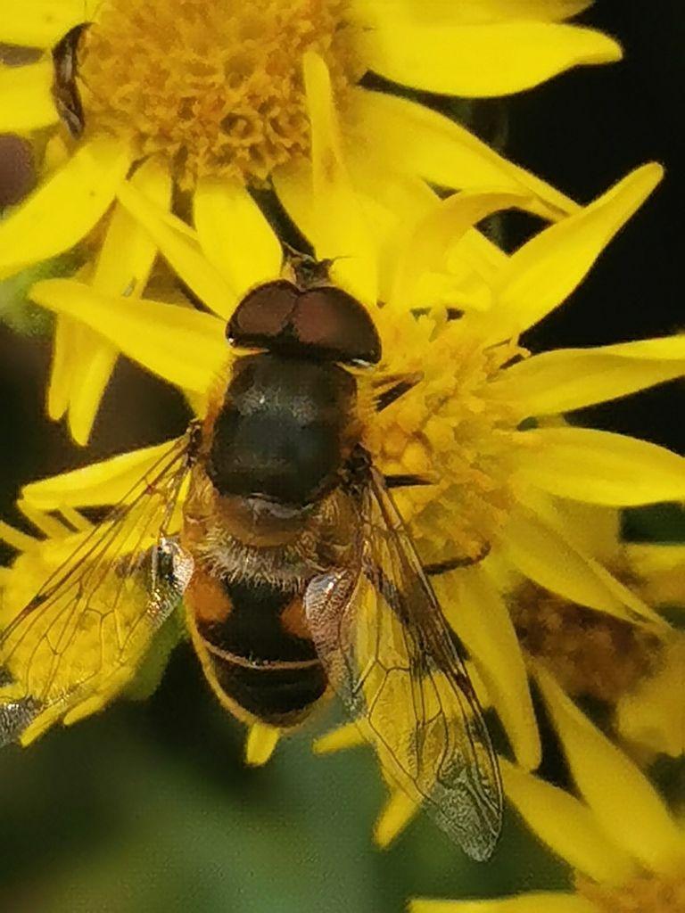 Tapered drone fly