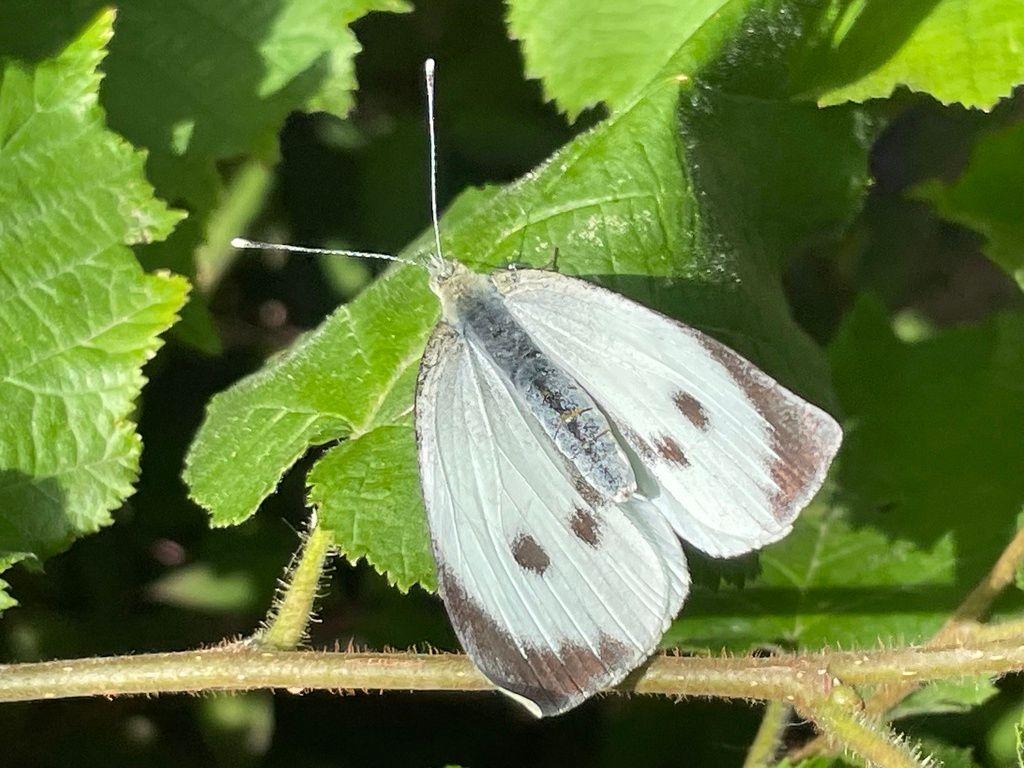 Small white