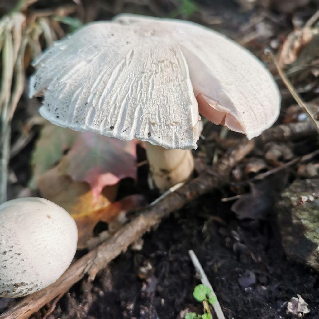 Mushroom