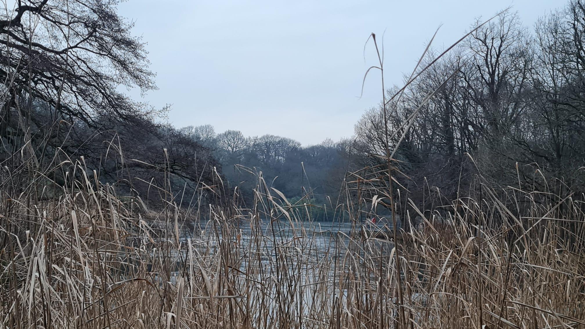 Reeds with lake behind