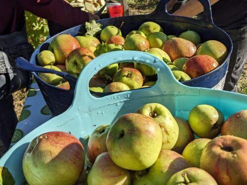Container of apples