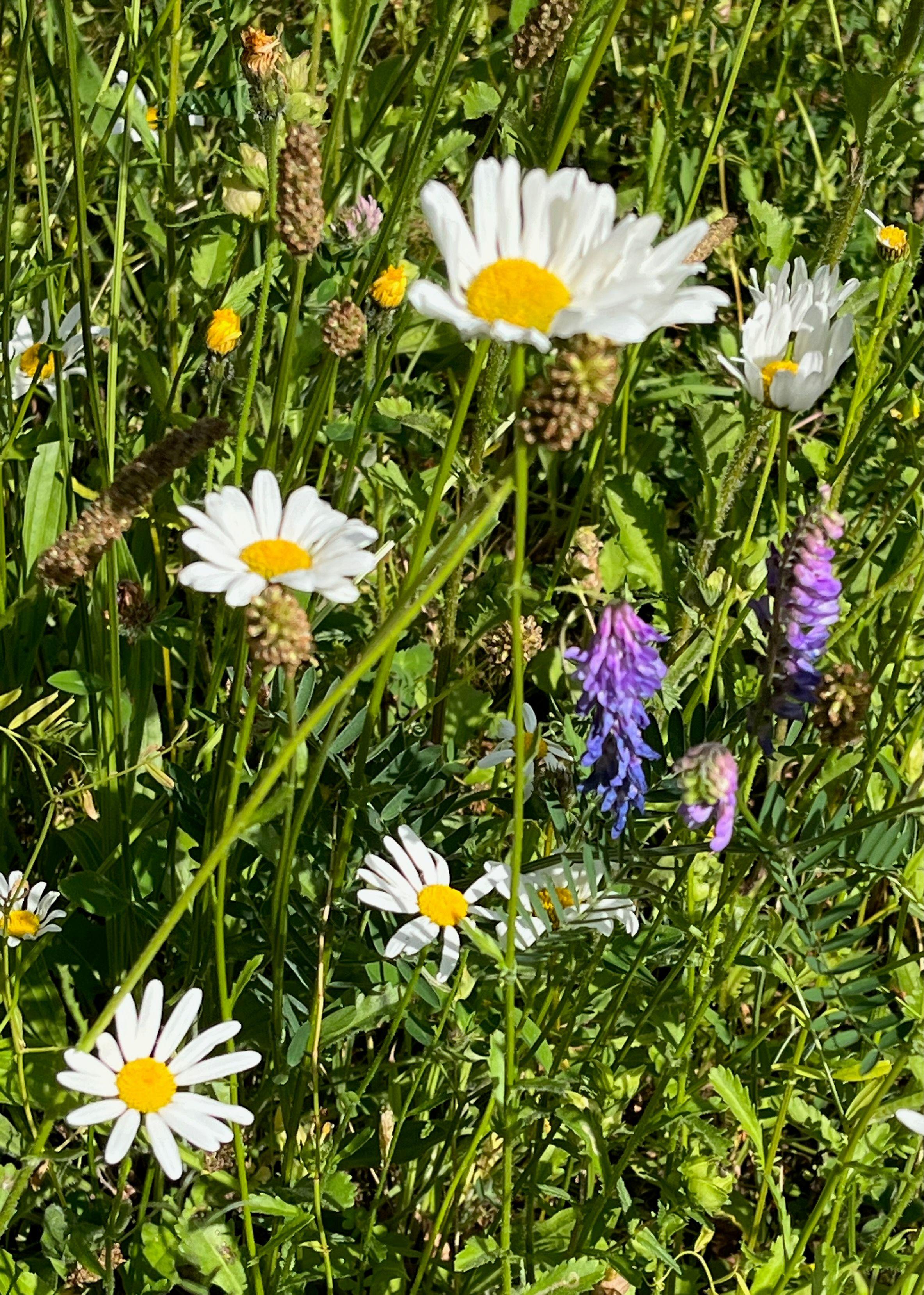 WIldflowers