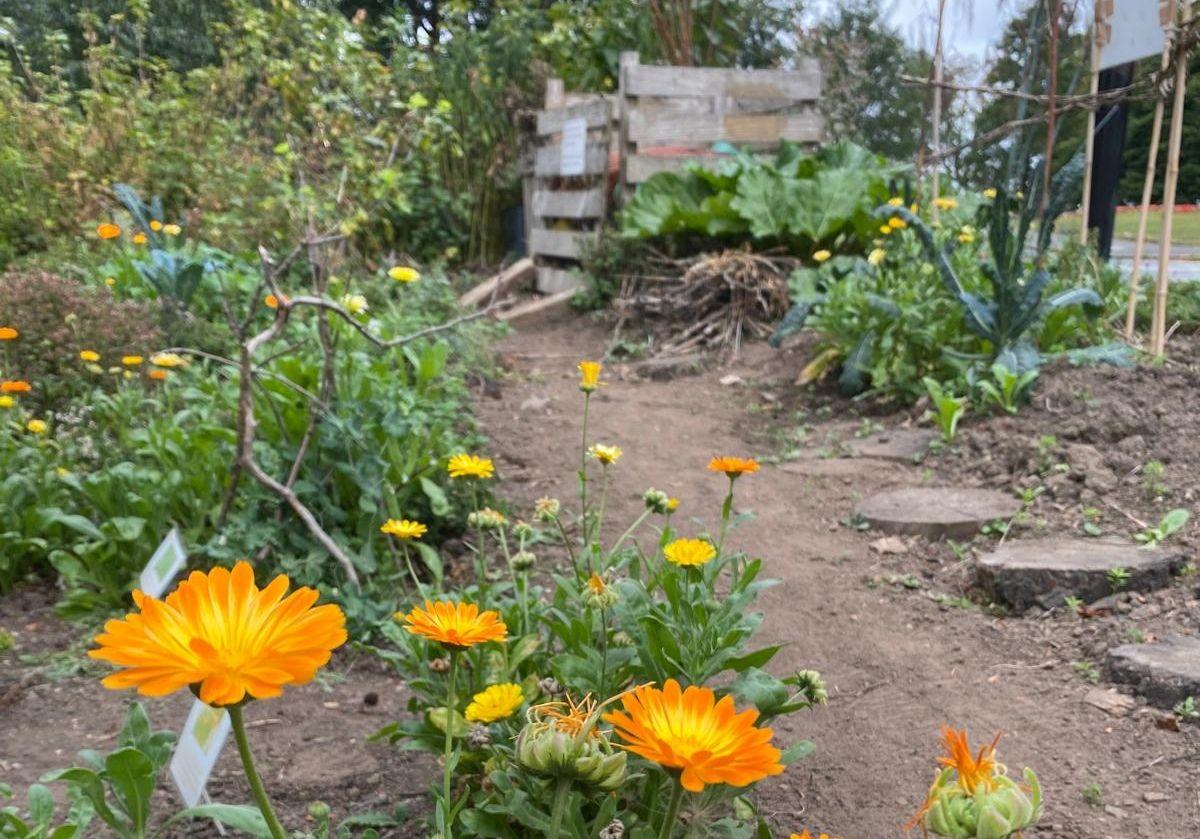 edible bed marigolds
