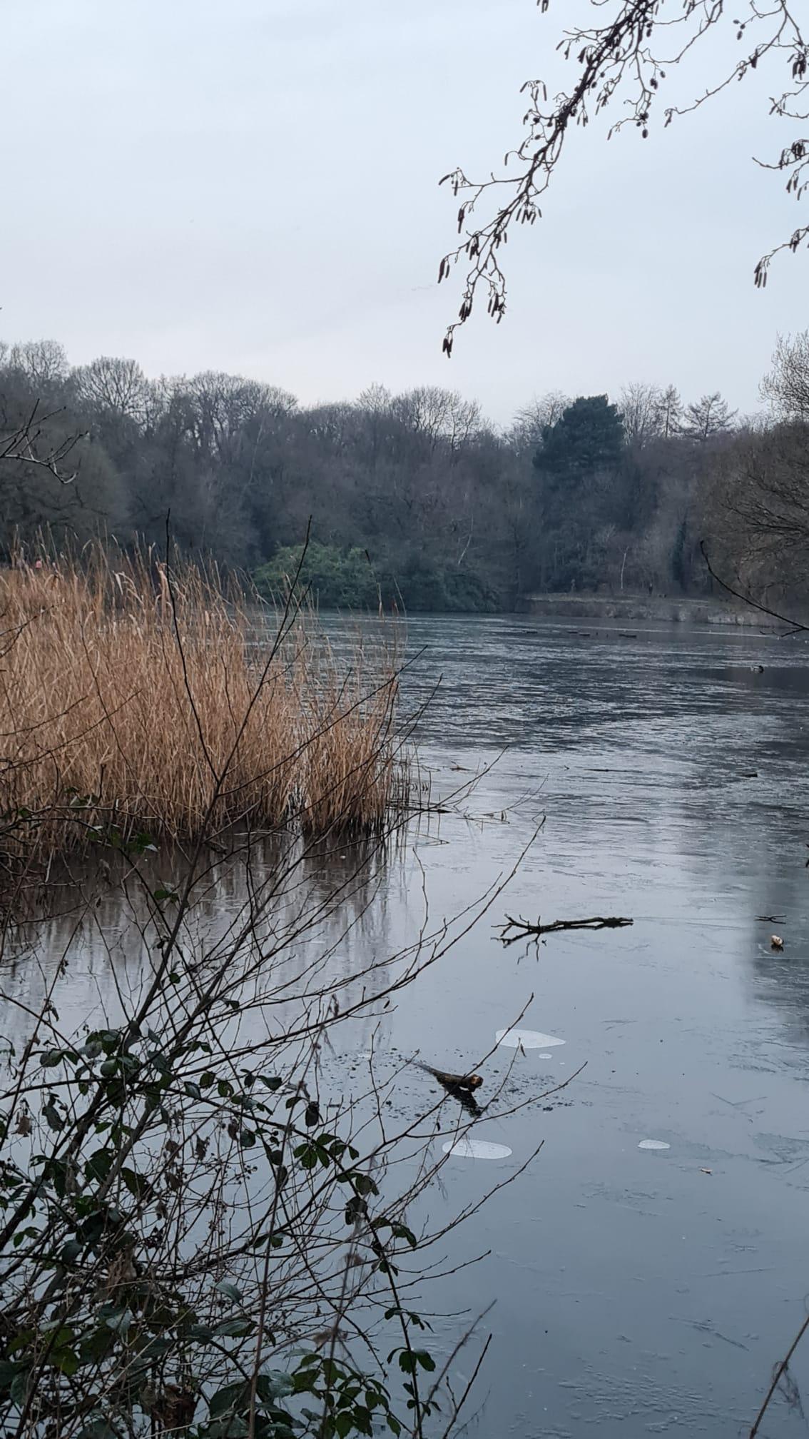 Lake and reeds