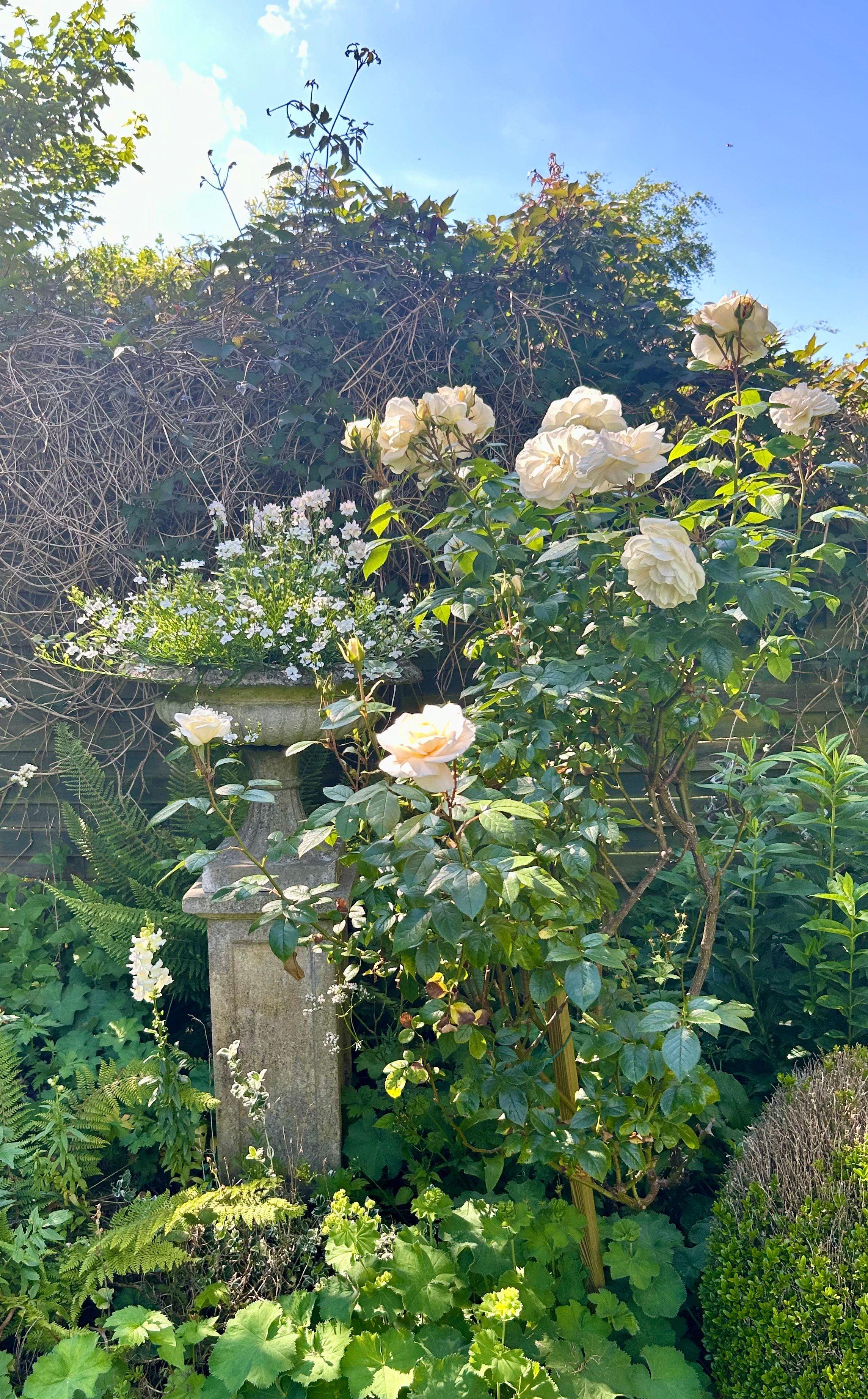 Rose garden