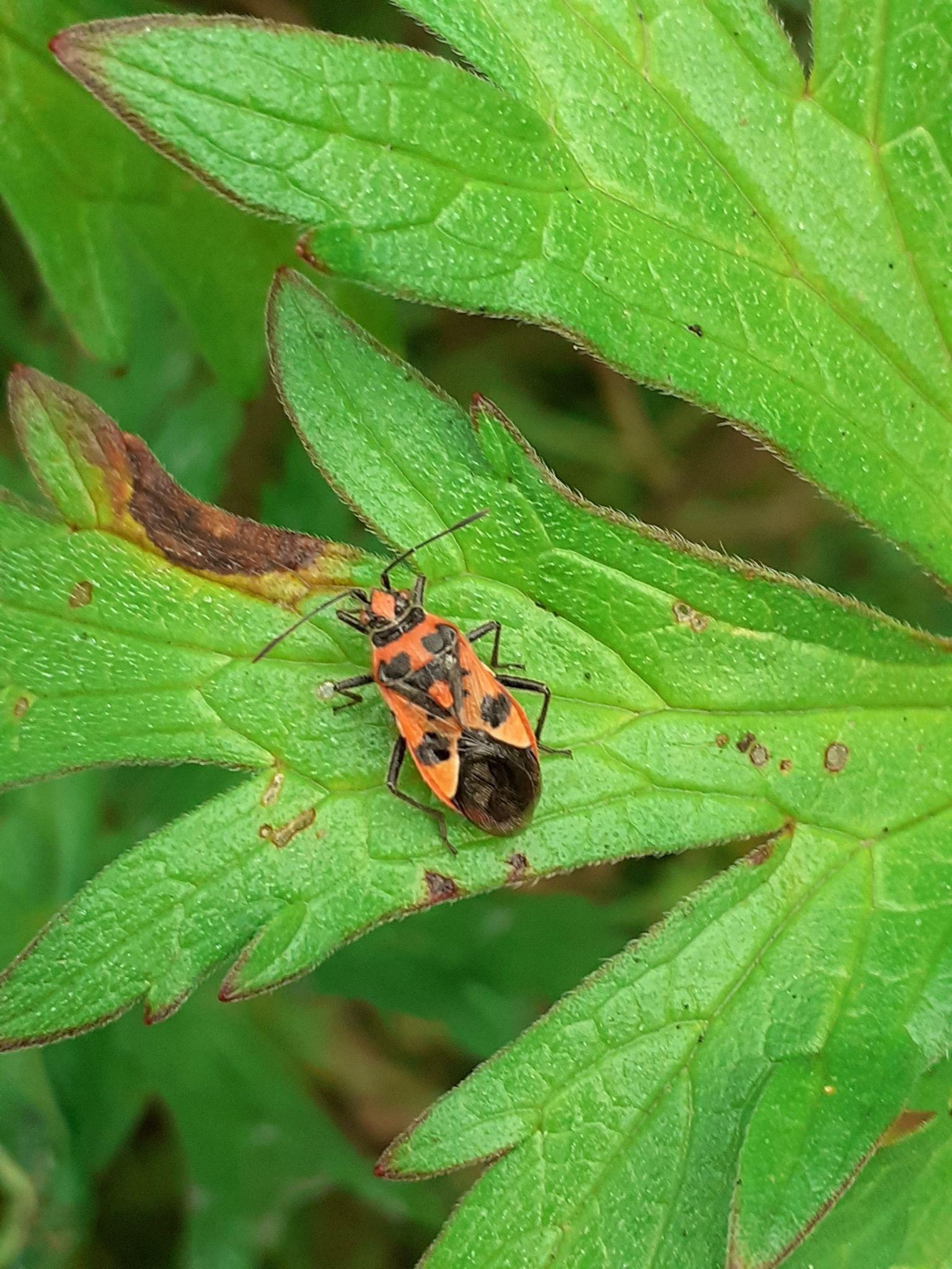 Cinnamon bug